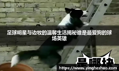 足球明星与边牧的温馨生活揭秘谁是最爱狗的球场英雄